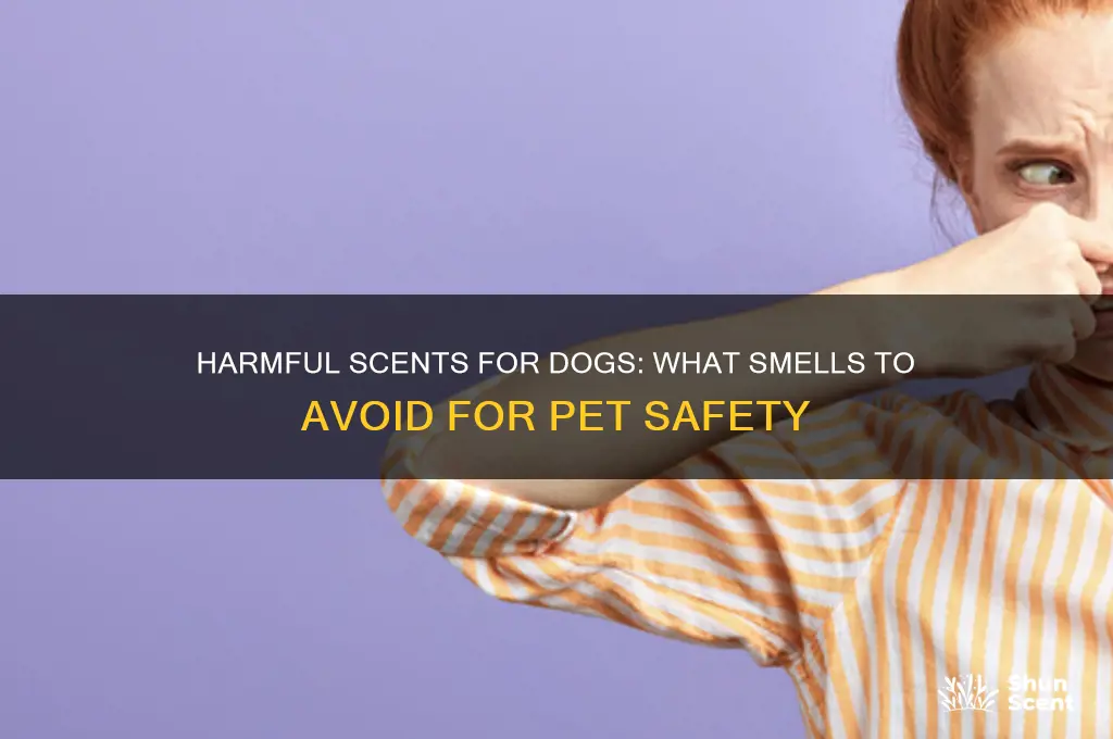 what scent is bad for dogs