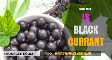 Exploring the Rich, Fruity Aroma of Black Currant: What Scent is It?