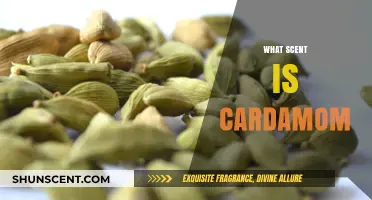 Discover the Warm, Spicy, and Citrusy Aroma of Cardamom