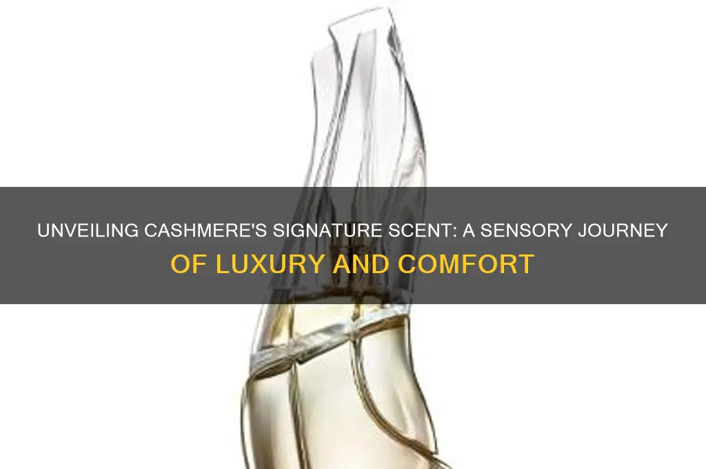 what scent is cashmere