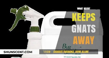 Effective Scents to Repel Gnats: Natural Solutions for Pest-Free Living