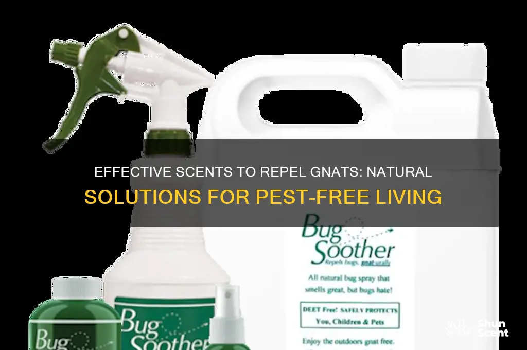 what scent keeps gnats away