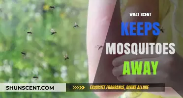 Natural Mosquito Repellents: Scents That Keep Pesky Bugs at Bay