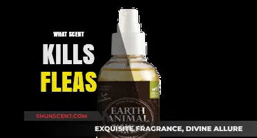 Effective Natural Scents That Kill Fleas and Keep Pets Safe