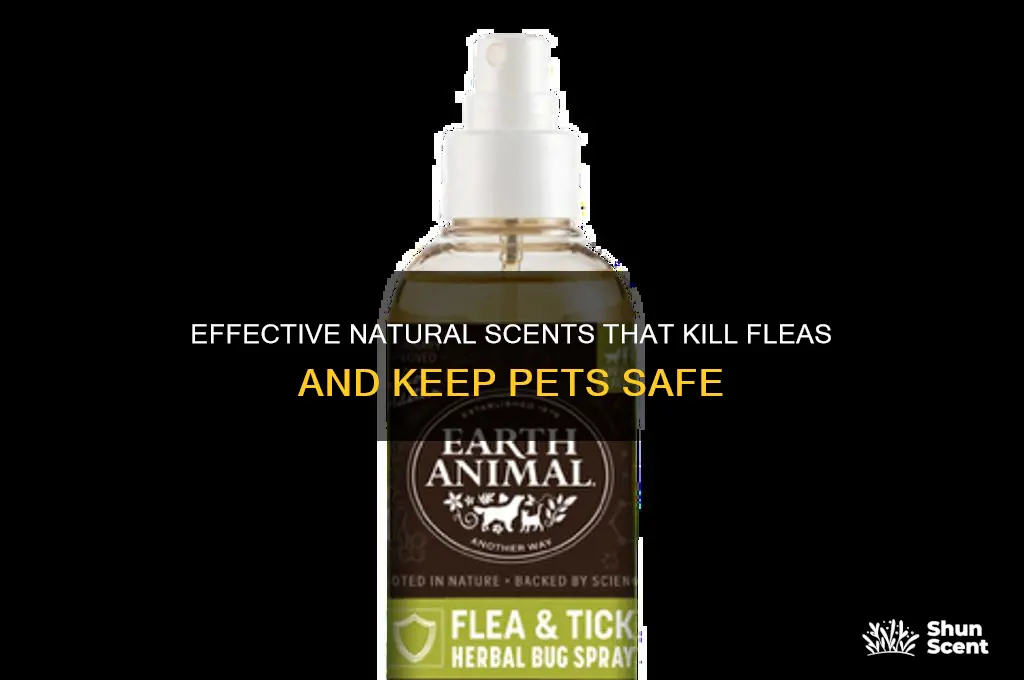 what scent kills fleas