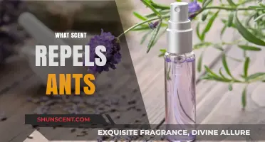 Natural Ant Repellents: Scents That Keep Ants at Bay