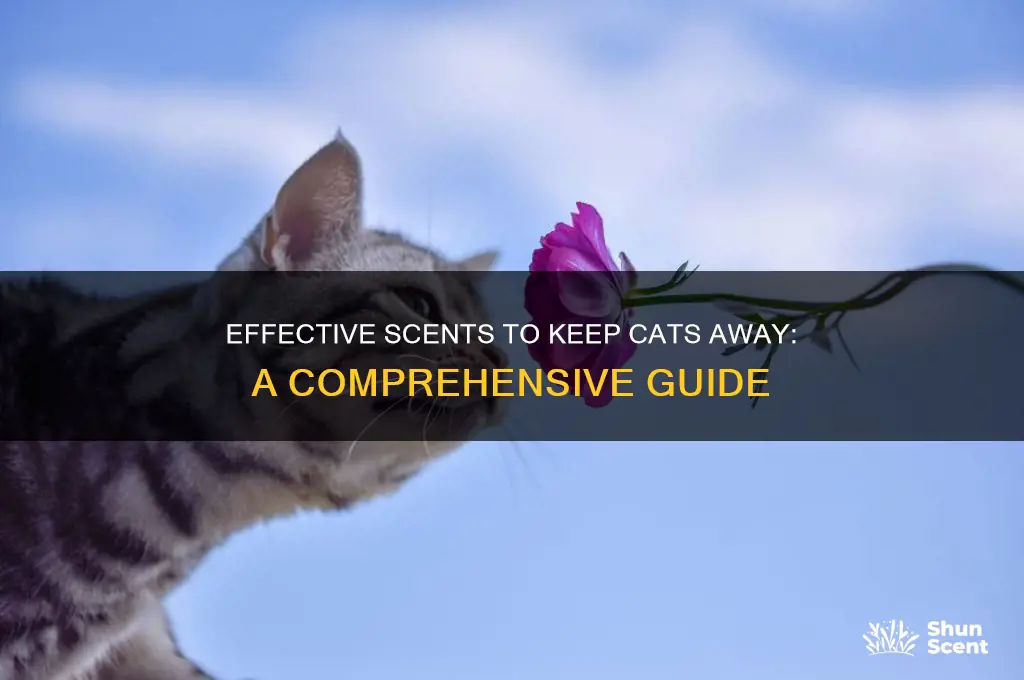what scent repels cats