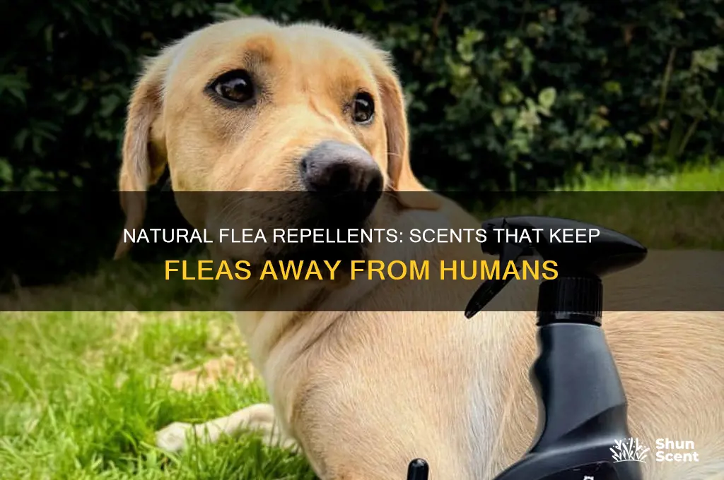 what scent repels fleas on humans