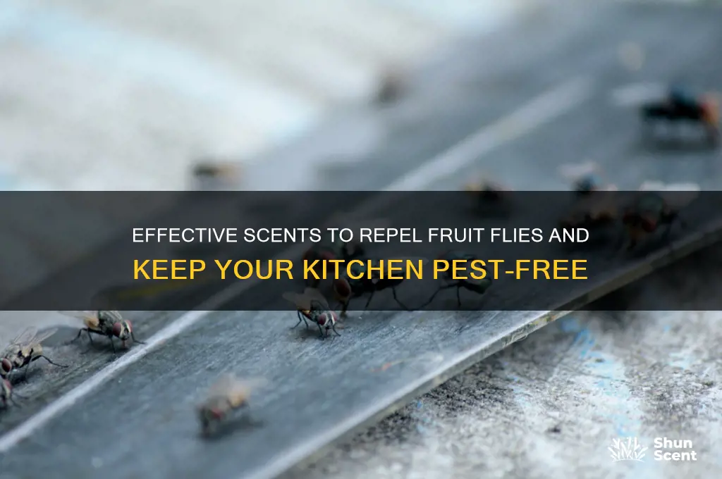 what scent repels fruit flies