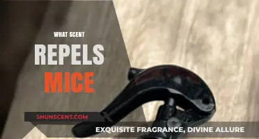 Effective Scents to Repel Mice: Natural Solutions for a Pest-Free Home