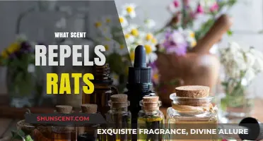 Effective Natural Scents to Keep Rats Away from Your Home