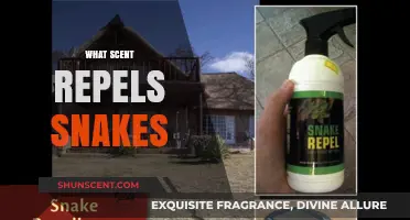 Effective Snake Repellent Scents: Natural Aromas to Keep Snakes Away