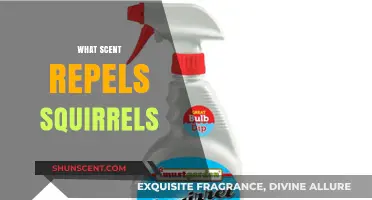 Effective Scents to Keep Squirrels Away: Natural Repellents Guide