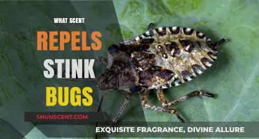 Effective Scents to Keep Stink Bugs Away from Your Home
