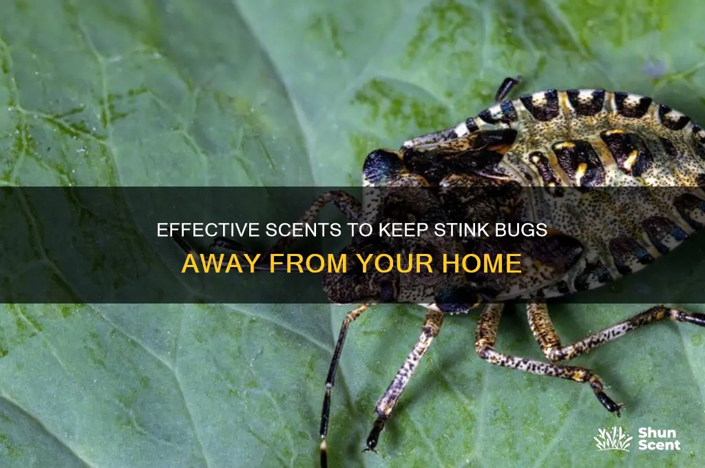 what scent repels stink bugs