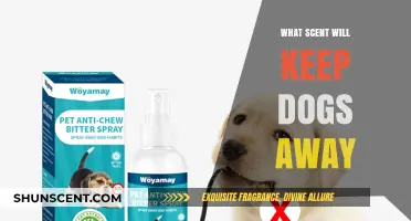 Effective Scents to Safely Repel Dogs from Your Garden or Home