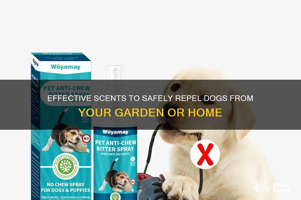 what scent will keep dogs away
