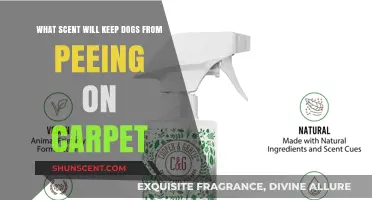 Stop Dog Peeing on Carpets: Effective Scents to Deter Marking