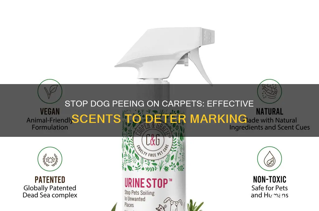 what scent will keep dogs from peeing on carpet