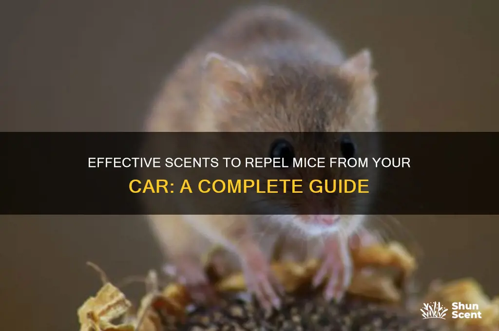 what scent will keep mice away from car