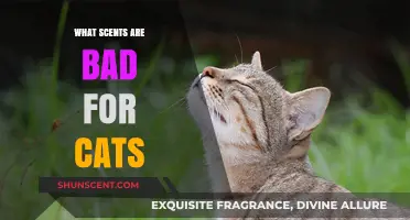 Harmful Scents for Cats: What to Avoid in Your Home