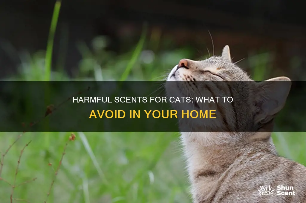 what scents are bad for cats