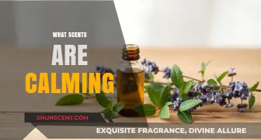 Discover Soothing Aromas: Scents That Promote Calm and Relaxation