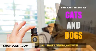 Pet-Safe Scents: Essential Oils and Aromas for Cats and Dogs