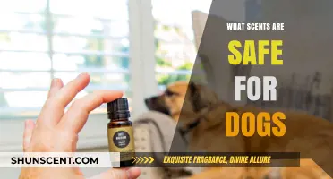 Dog-Safe Scents: Essential Oils and Aromas Your Pet Can Enjoy