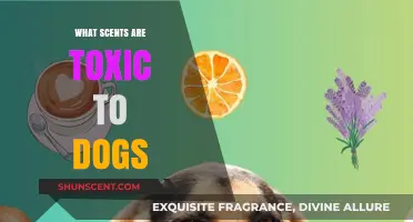 Harmful Scents for Dogs: Identifying Toxic Aromas to Avoid