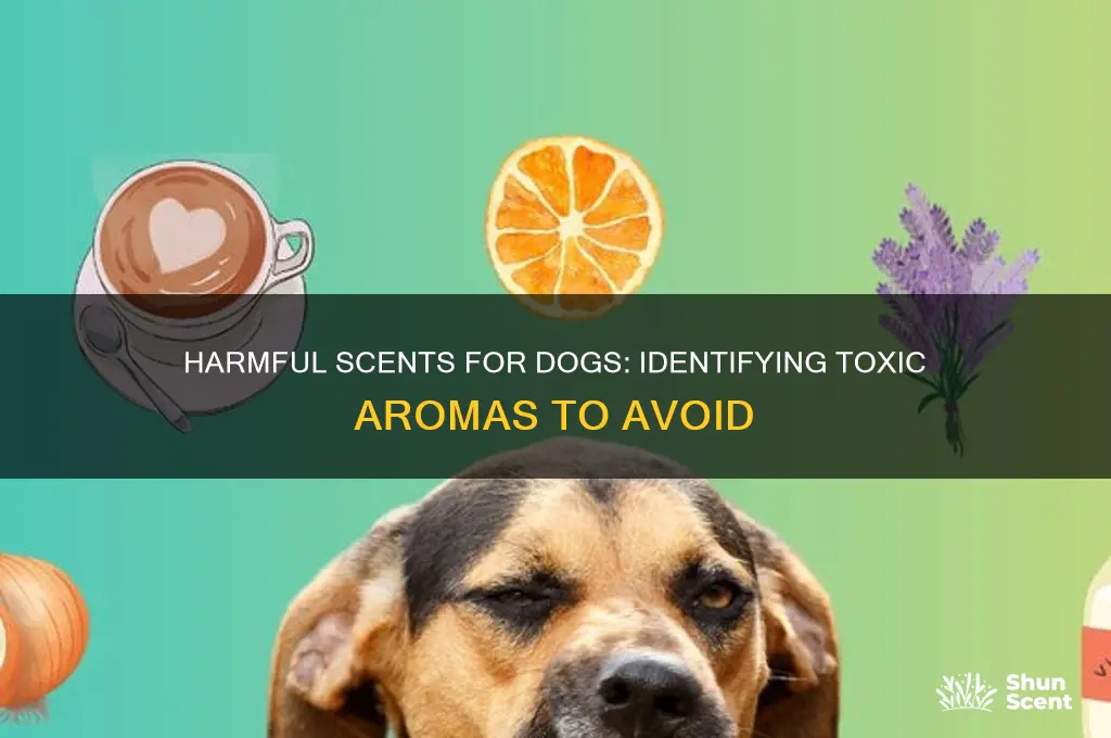 what scents are toxic to dogs