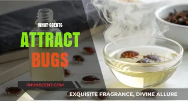 Unveiling the Aromatic Allure: Scents That Attract Bugs to Your Space