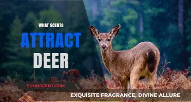 Discover the Best Scents to Attract Deer for Hunting Success