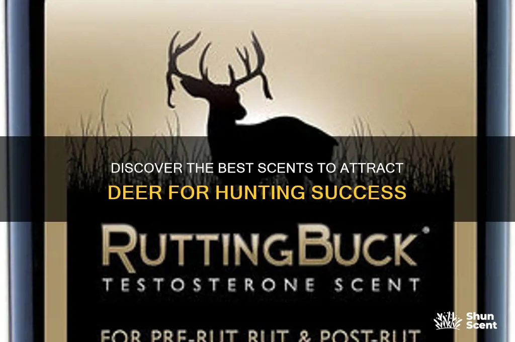 what scents attract deer