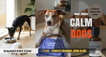Soothing Scents: Aromas That Calm and Comfort Your Canine Companion