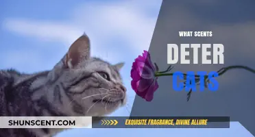 Effective Aromas to Keep Cats at Bay: A Comprehensive Guide
