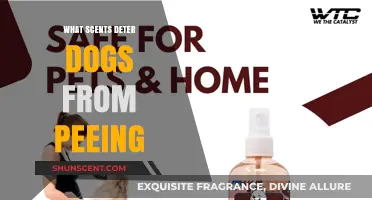 Effective Scents to Stop Dogs from Marking Your Space