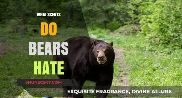Unleash the Power: Scents That Keep Bears at Bay