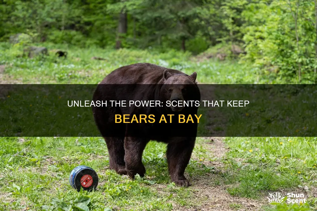 what scents do bears hate