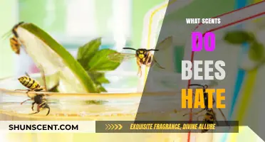 Unpleasant Aromas: Scents That Repel Bees and Keep Them Away