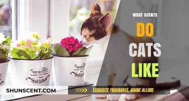 Purr-fect Aromas: Exploring the Scents Cats Love and Crave