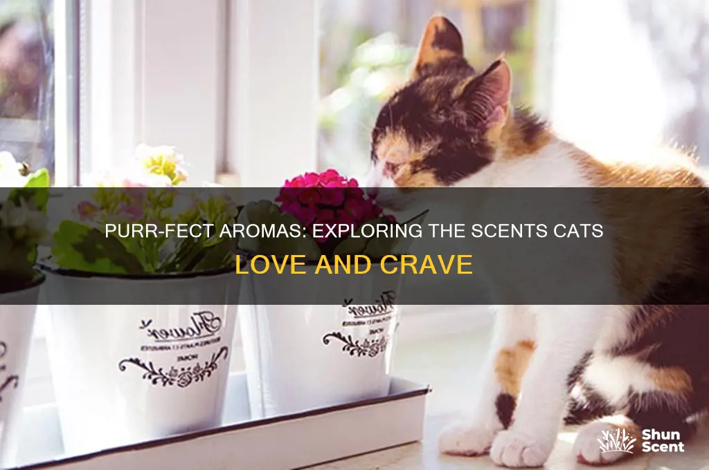 what scents do cats like