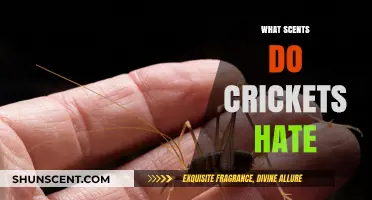 Cricket Repellents: Unveiling the Scents That Keep Crickets at Bay