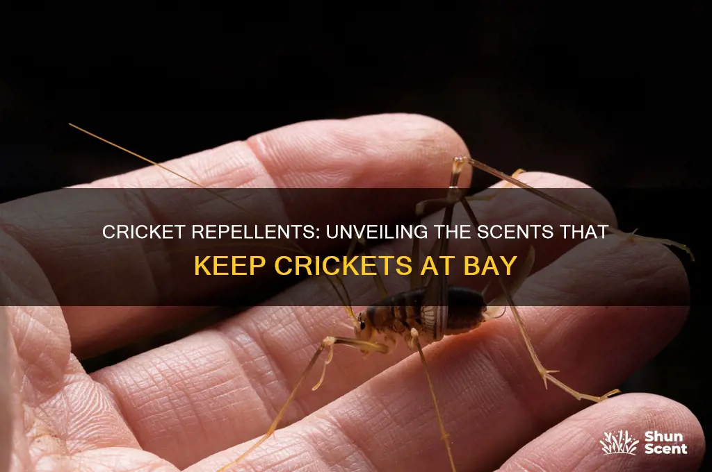 what scents do crickets hate