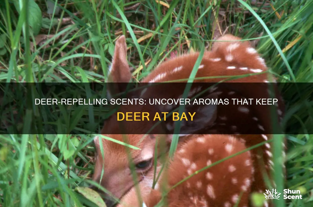 what scents do deer hate