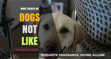 Unpleasant Aromas: Scents Dogs Despise and How to Use Them Safely