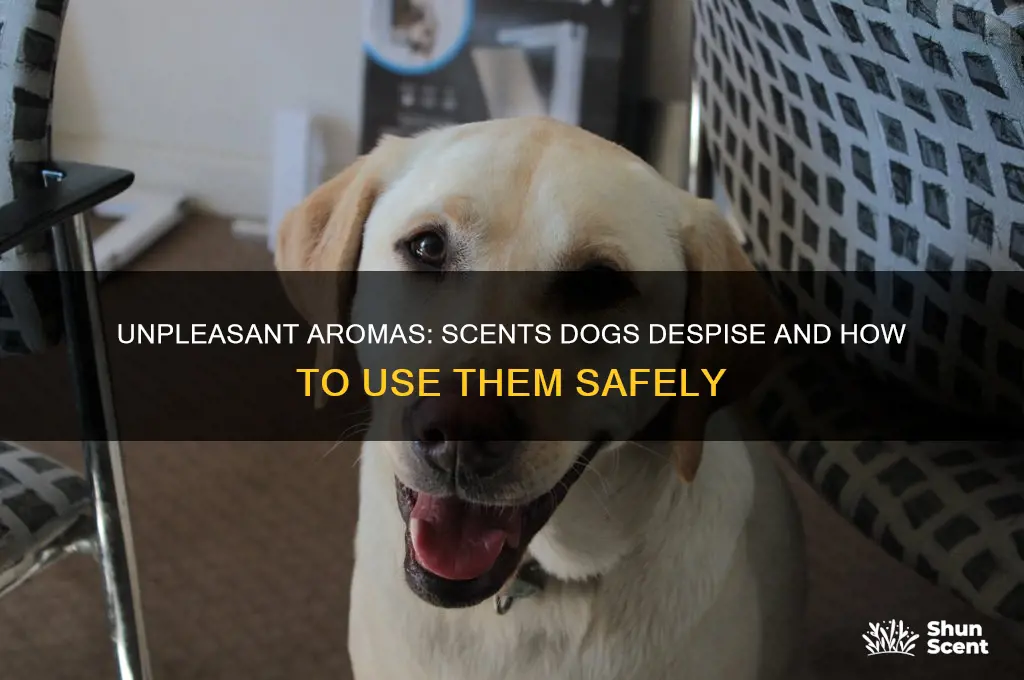 what scents do dogs not like