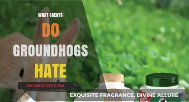 Effective Scents to Repel Groundhogs: Natural Deterrents for Your Garden