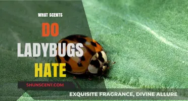 Scents Ladybugs Hate: Effective Natural Repellents to Keep Them Away
