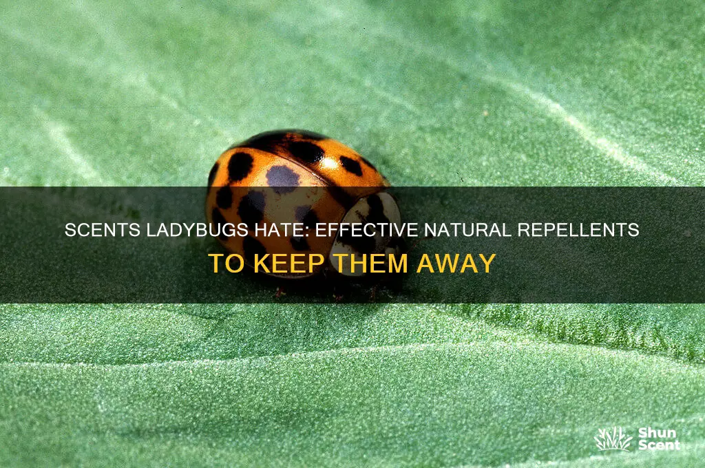 what scents do ladybugs hate
